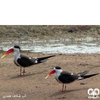 زیست‌گاه‌ شاخص پرندگان 